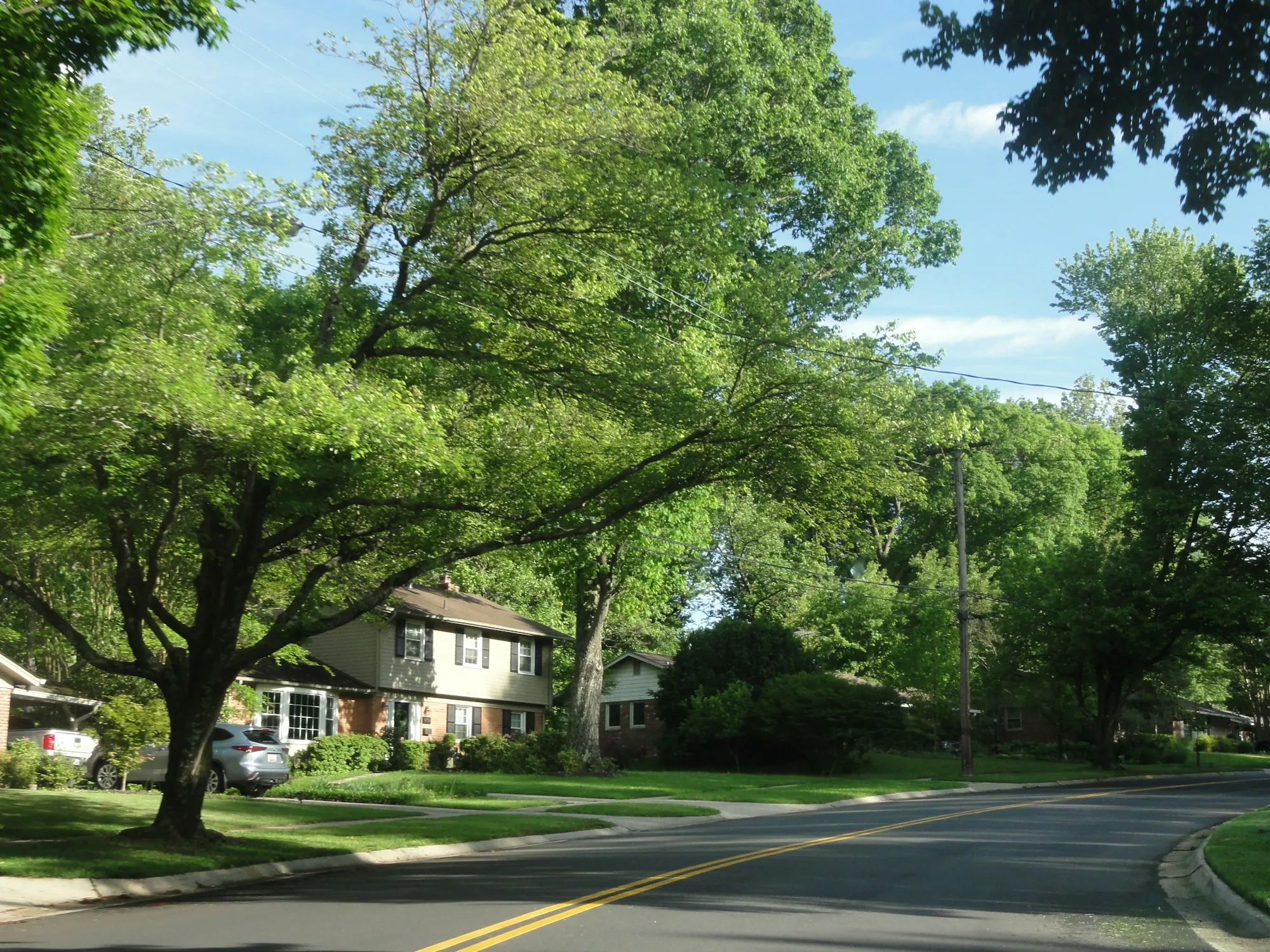 A residential street lined with large leafy trees